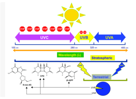 Lepower Optoelectronics I UVA LED UV Light Source Technology Innovation Application Field!